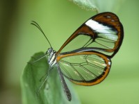 files_articles_666625butterfly-wallpaper-26-540x405[519a5ca9d421a85972f6f5647b52465c].jpg